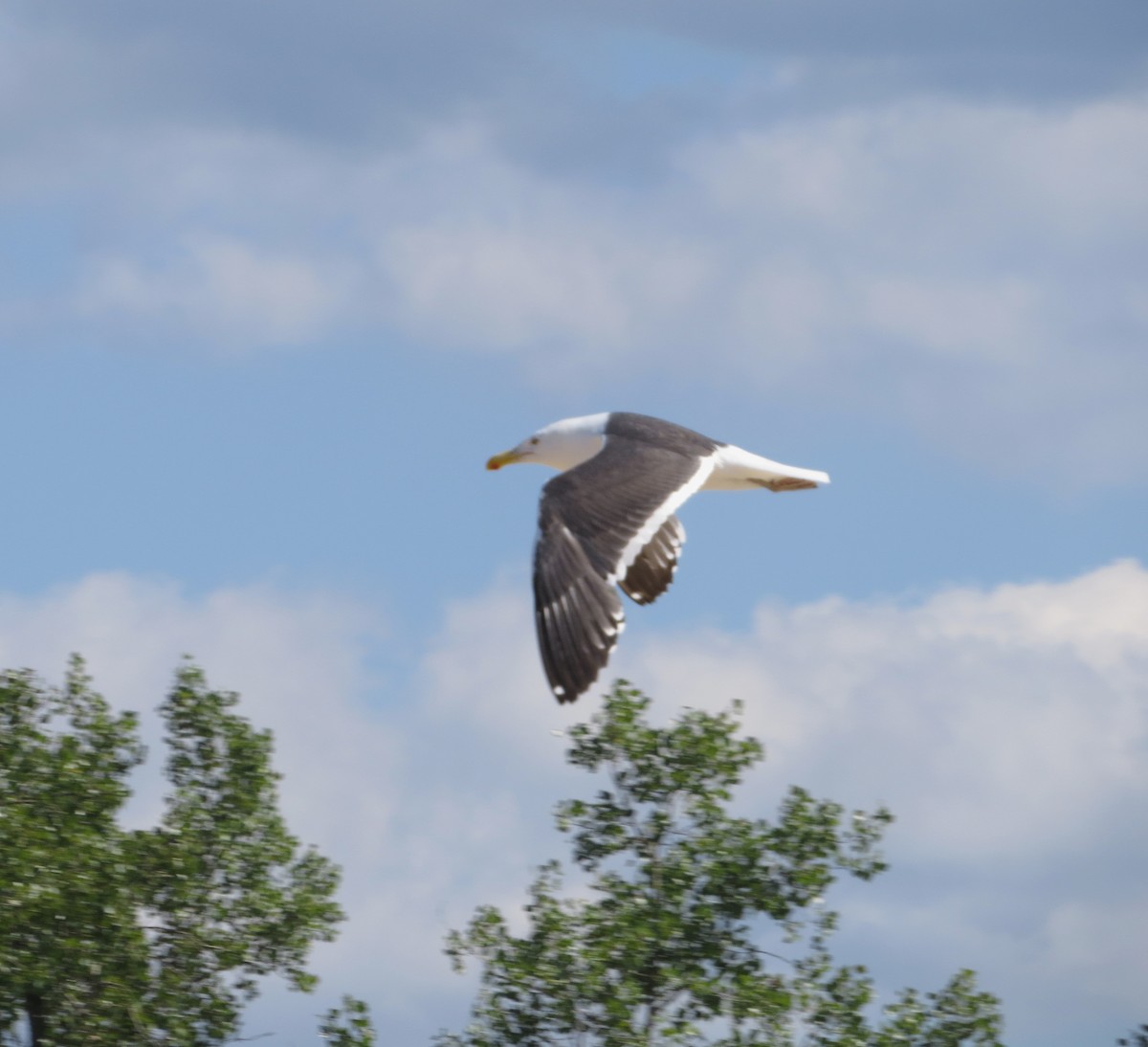 Kelp x American Herring Gull (hybrid) - ML153095611