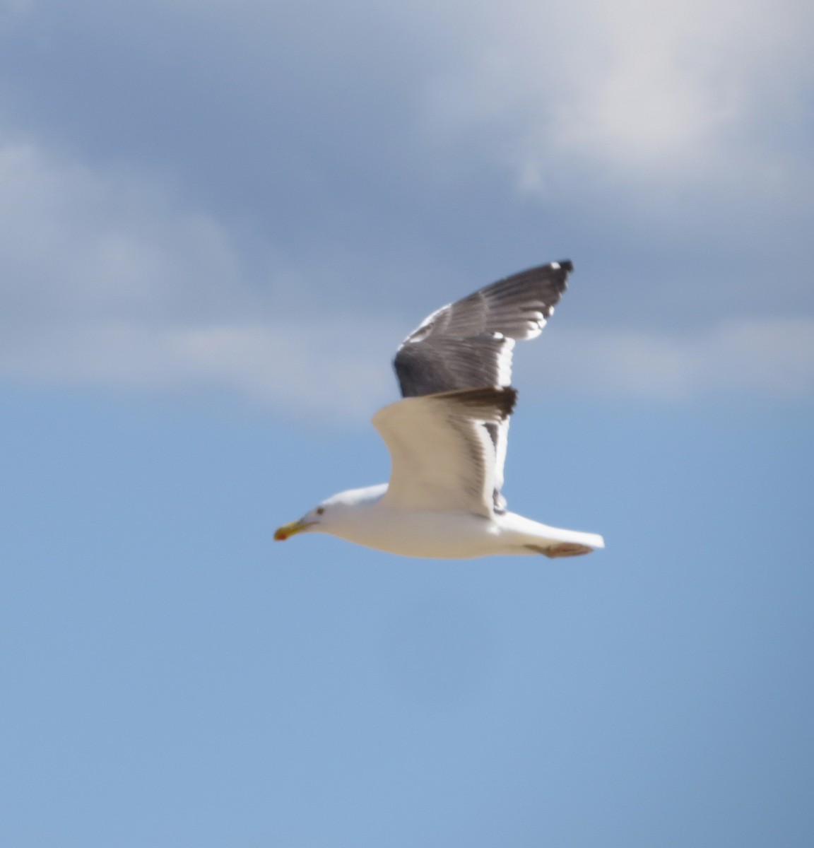 Kelp x American Herring Gull (hybrid) - ML153095781