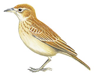 Rusty Lark