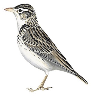 Somali Short-toed Lark - Alaudala somalica - Birds of the World