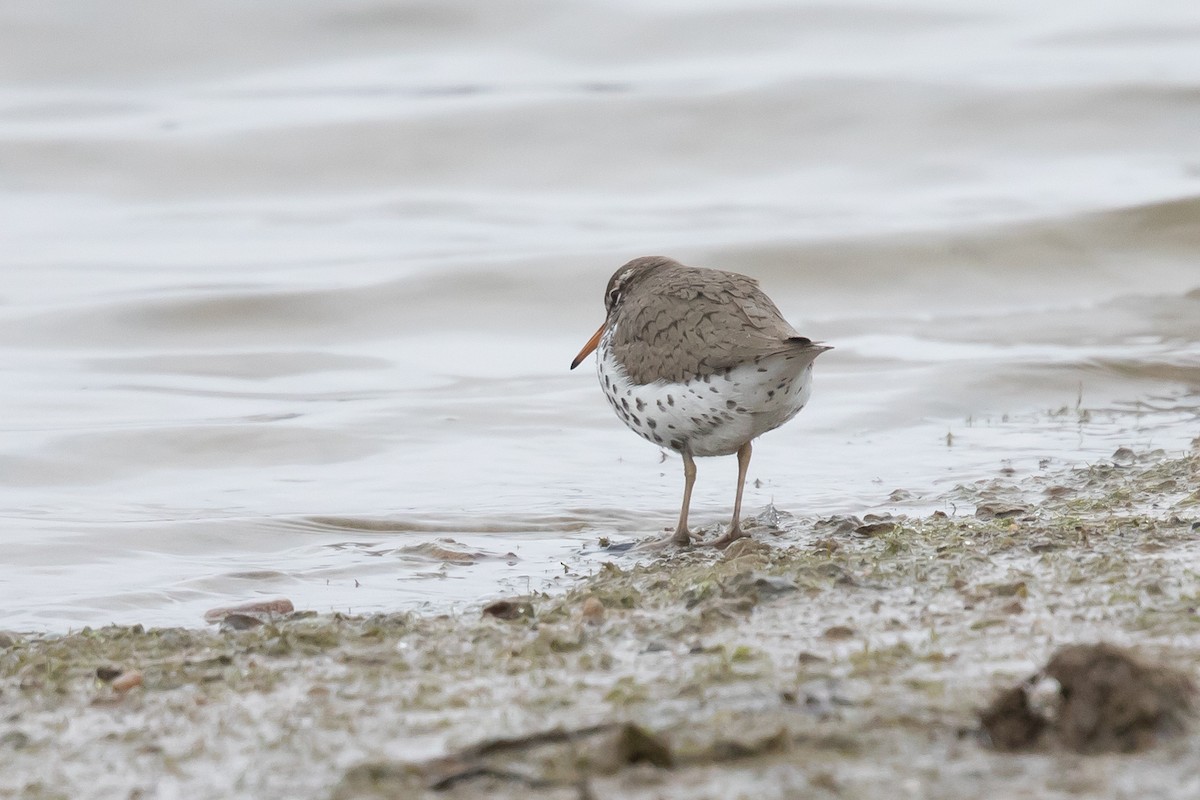 Spotted Sandpiper - ML153097921