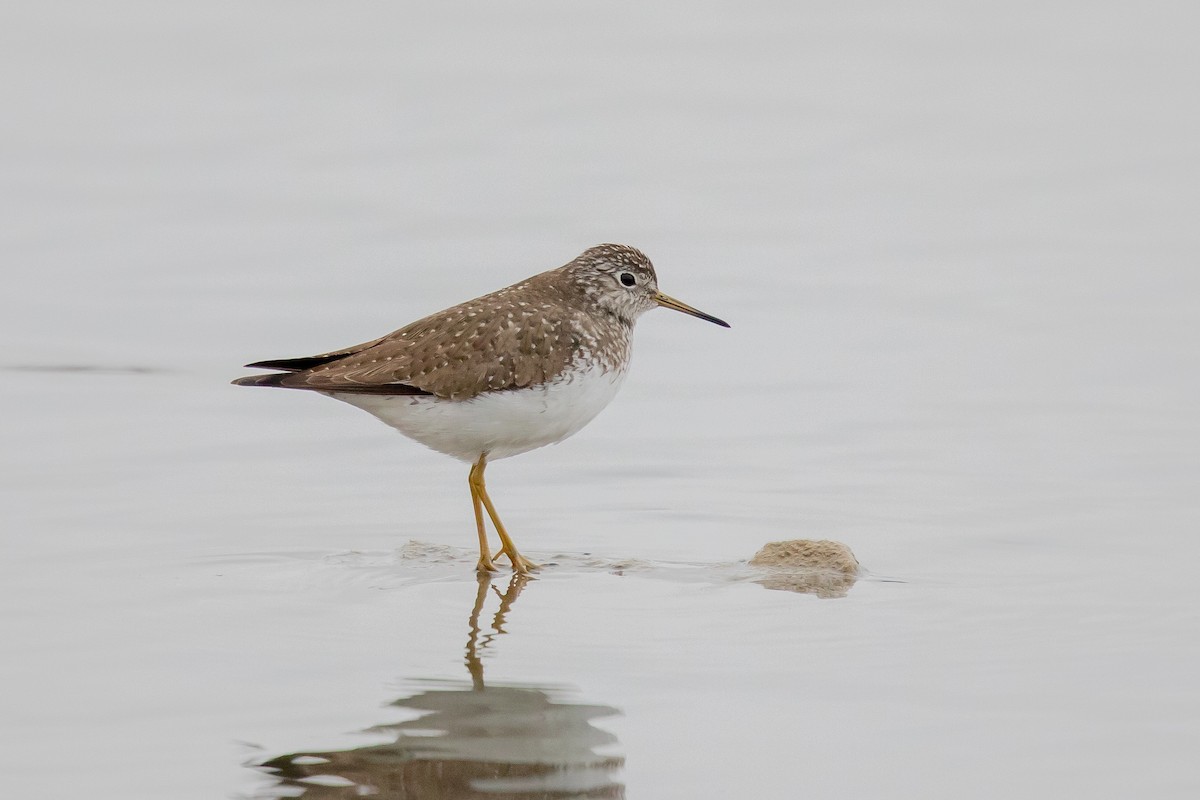 Solitary Sandpiper - ML153097991