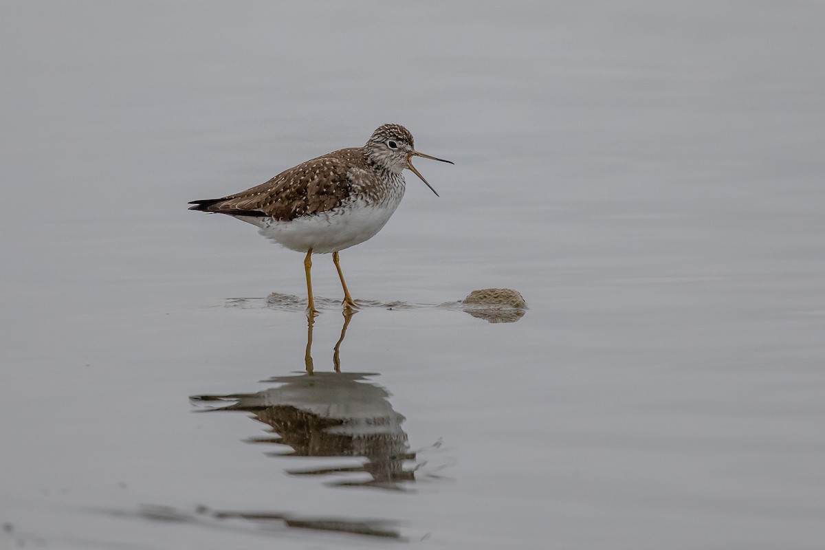 Solitary Sandpiper - ML153098061