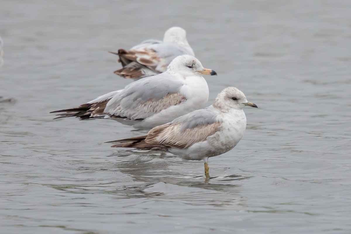 Short-billed Gull - ML153098351