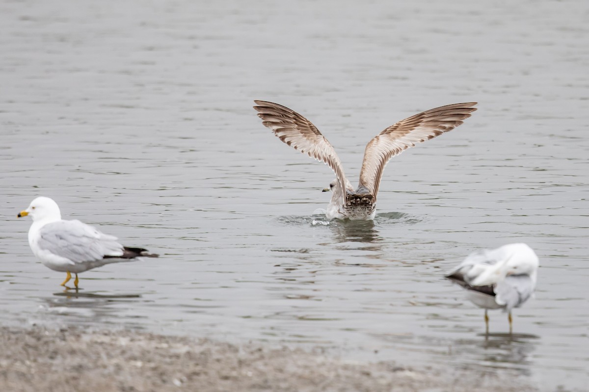 Short-billed Gull - ML153098361