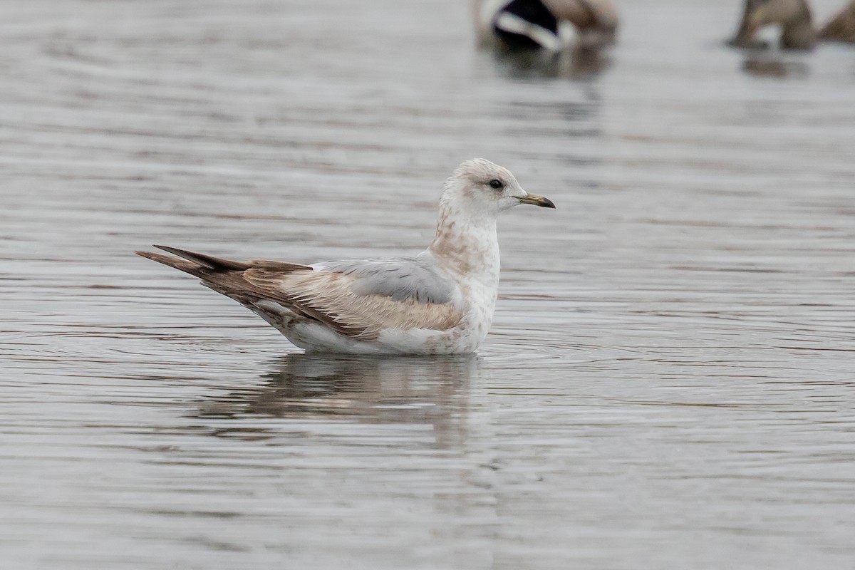 Short-billed Gull - ML153098391