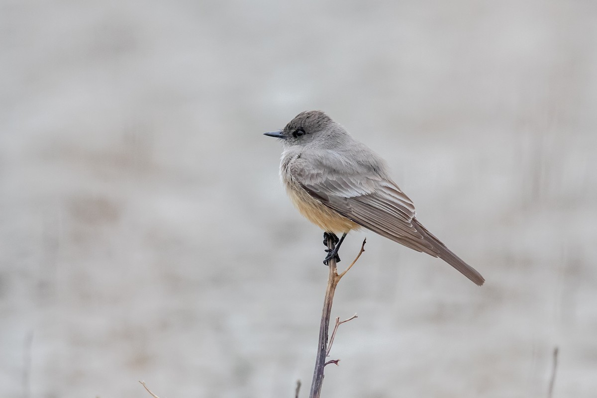 Say's Phoebe - ML153098791