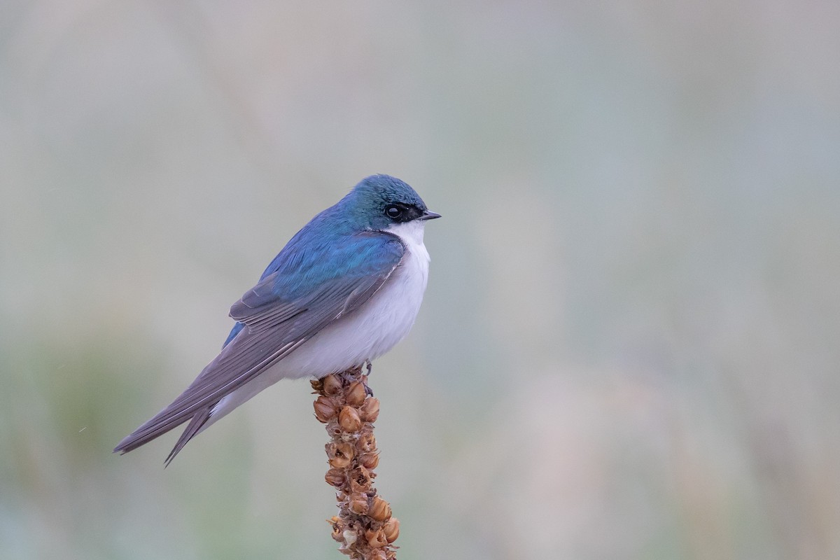 Tree Swallow - Robert Raker