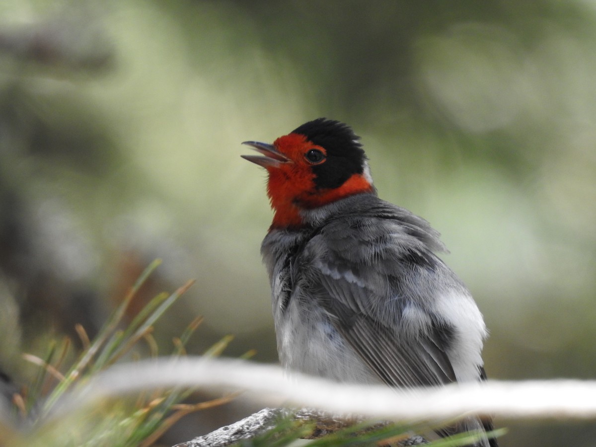 Red-faced Warbler - Frank Fabbro