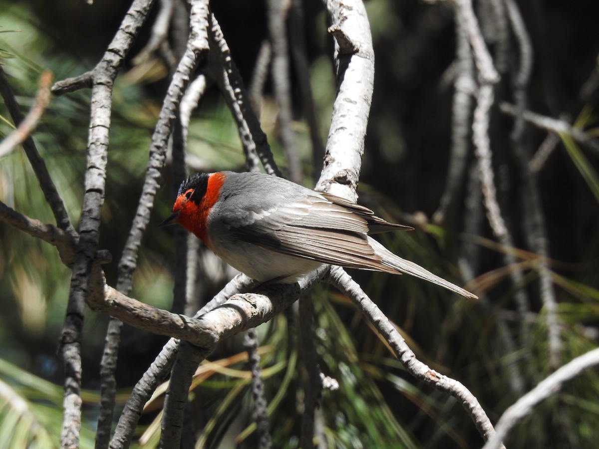 Red-faced Warbler - Frank Fabbro