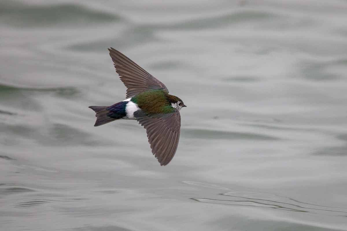 Violet-green Swallow - ML153099101