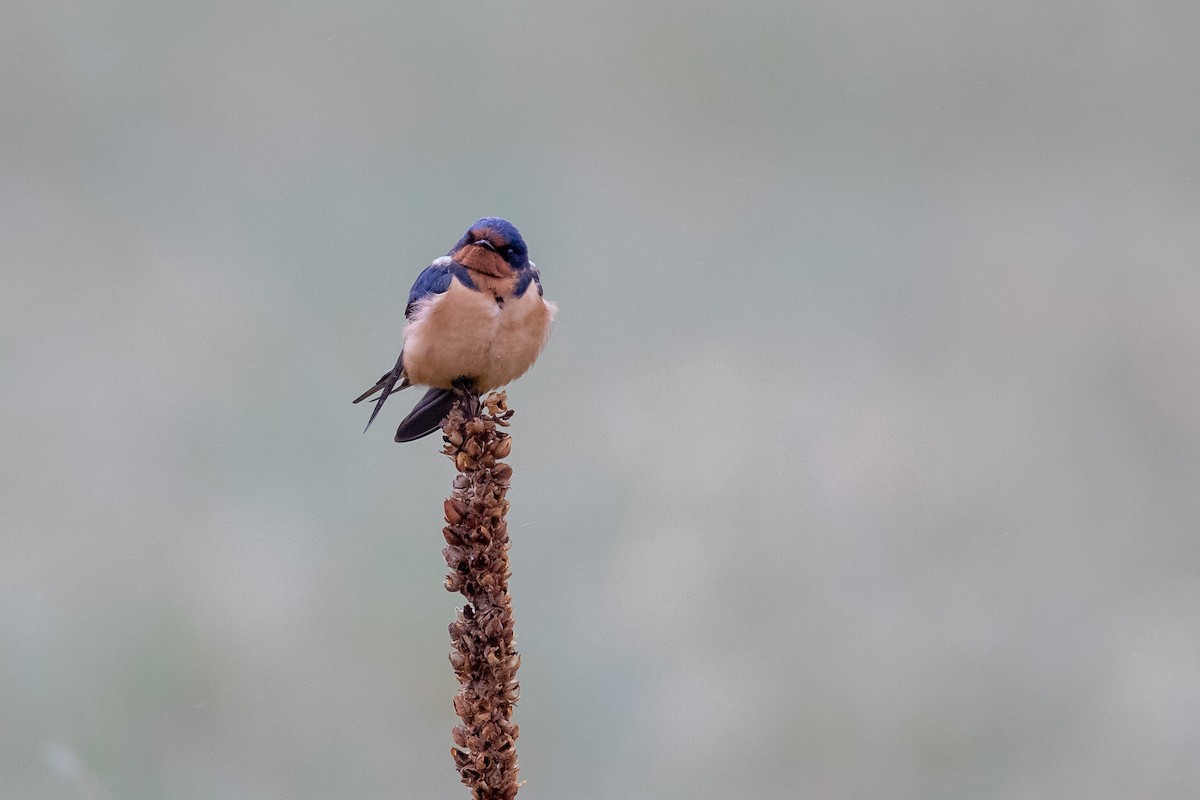 Barn Swallow - ML153099151