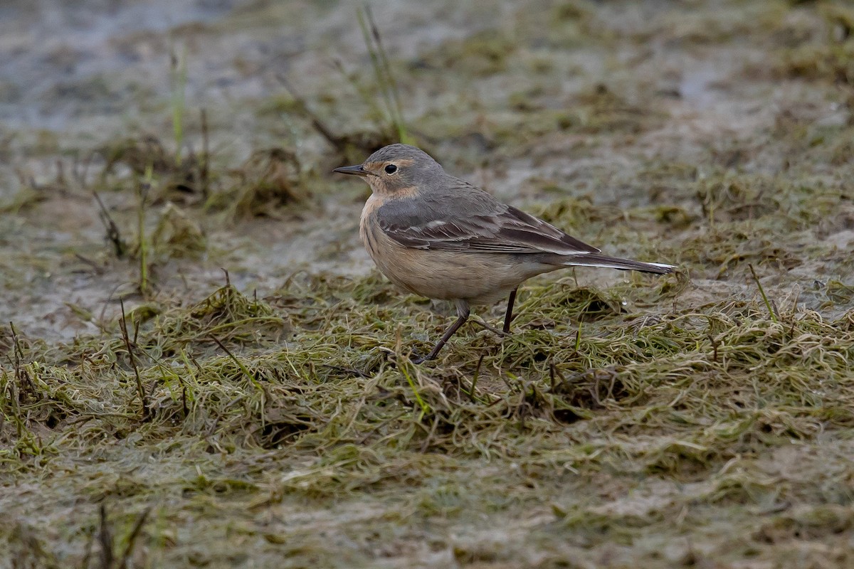 American Pipit - ML153099261