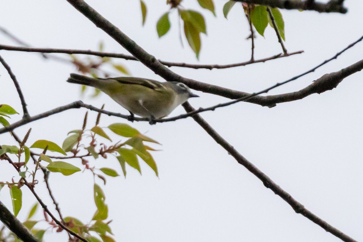 Blue-headed Vireo - ML153099401