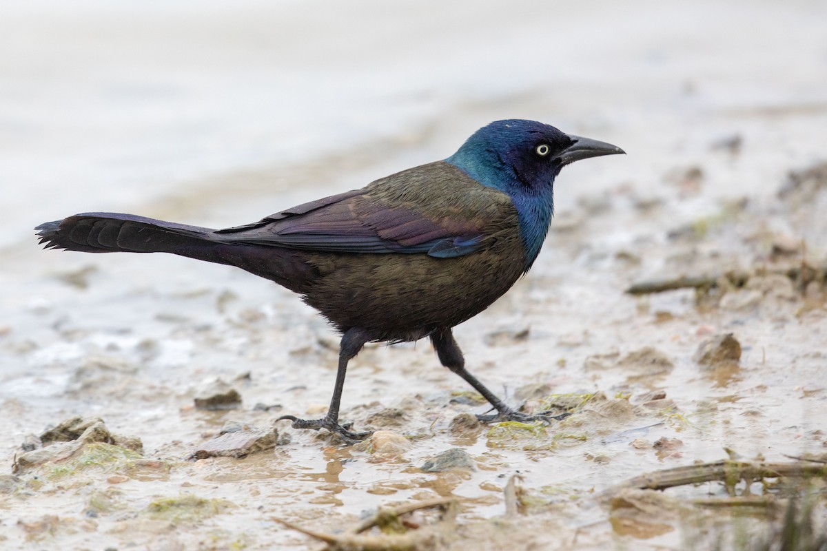 Common Grackle - ML153099881