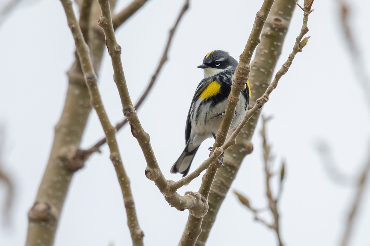 Пісняр-лісовик жовтогузий (підвид coronata) - ML153100431