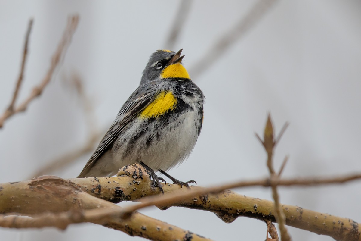 Yellow-rumped Warbler (Myrtle x Audubon's) - ML153100521