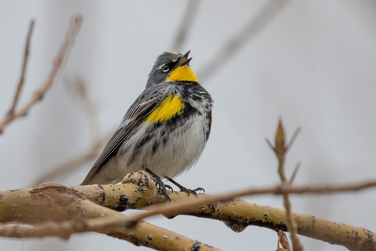 lesňáček žlutoskvrnný (ssp. coronata x auduboni) - ML153100521