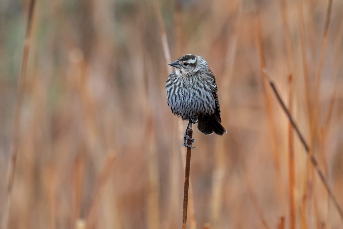 Red-winged Blackbird - ML153100671