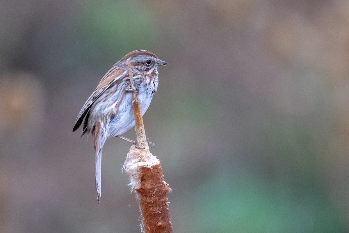 Song Sparrow - ML153100721