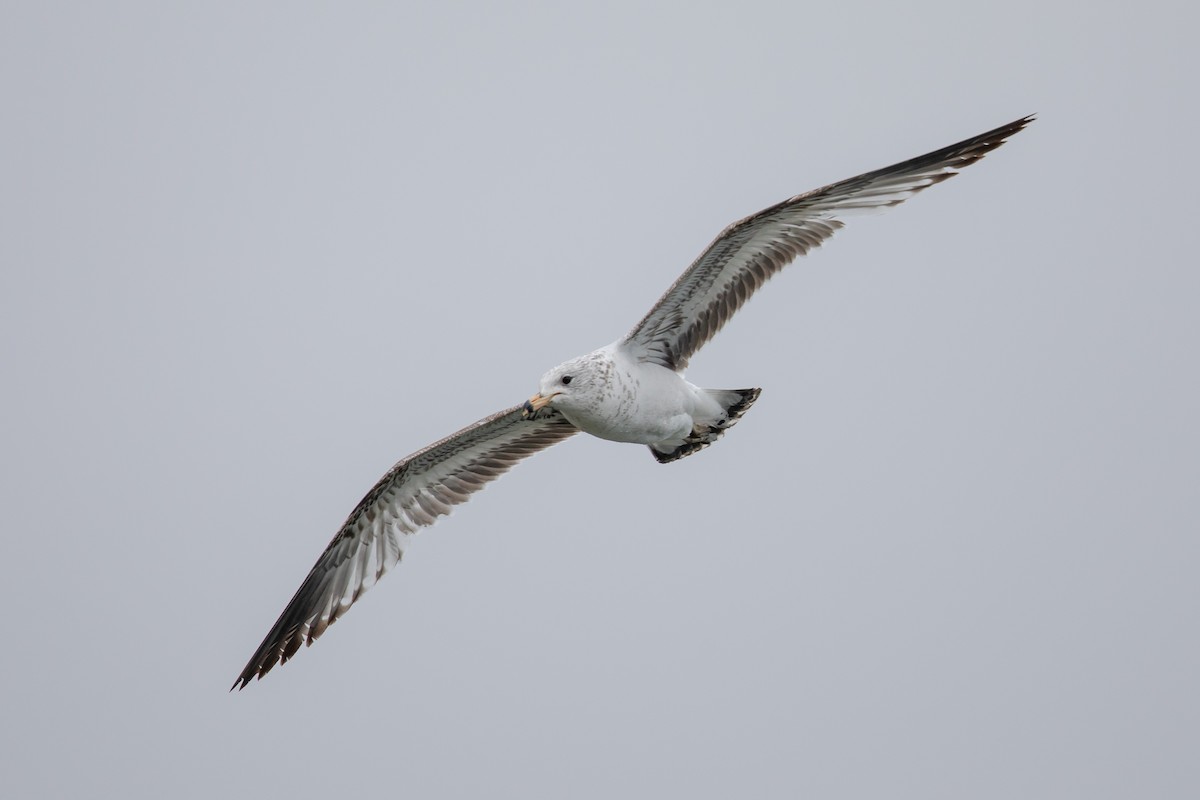 Ring-billed Gull - ML153101171