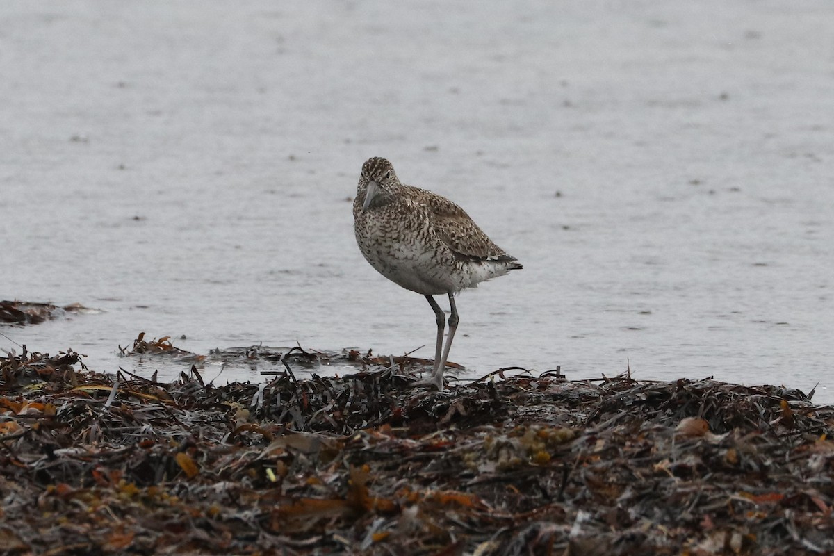 Willet - Ken McKenna