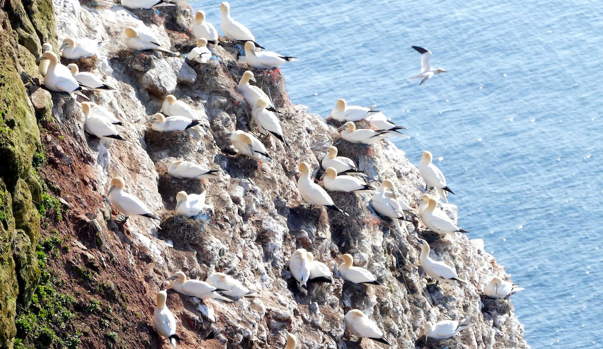 Northern Gannet - Andreas Hess