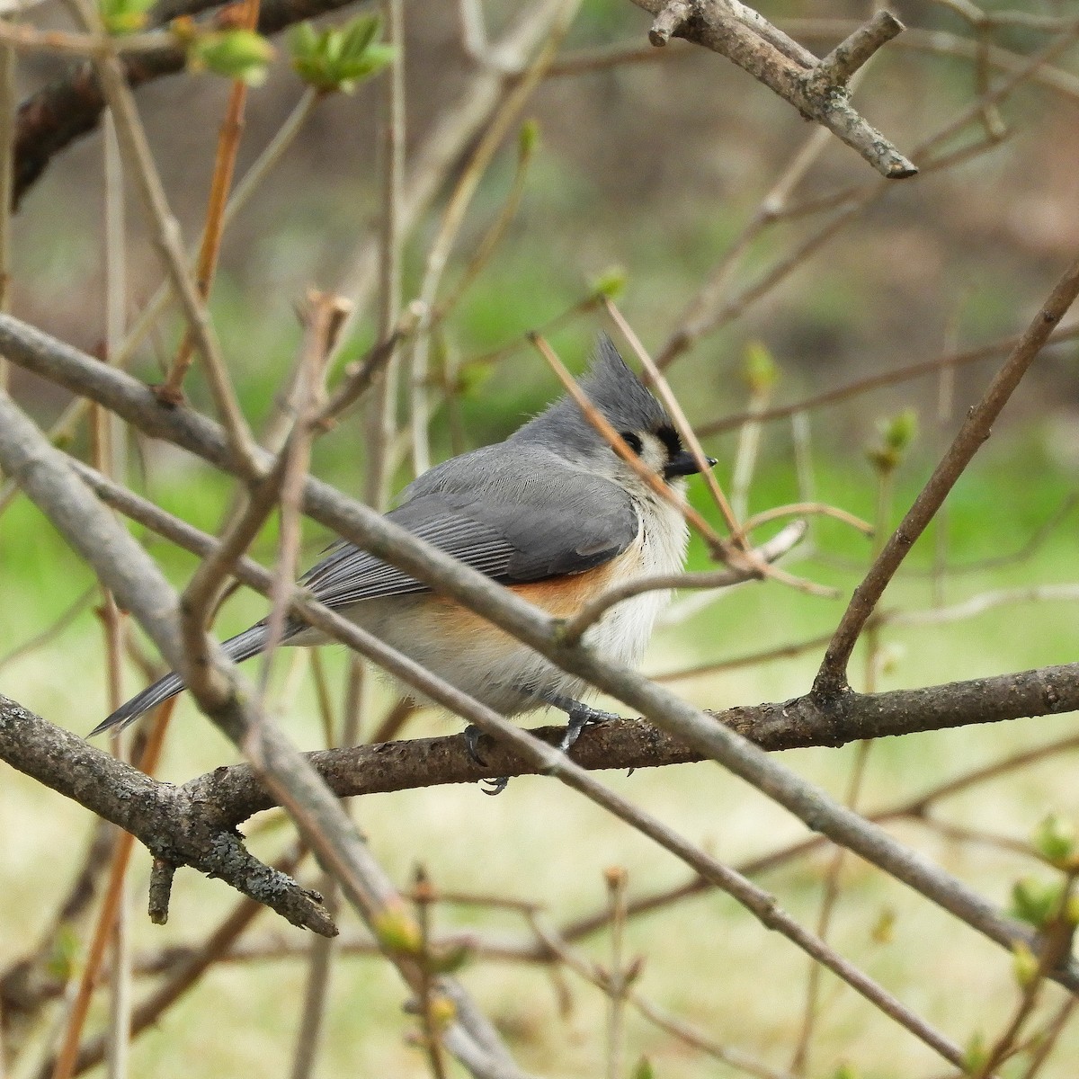 Tufted Titmouse - ML153101671