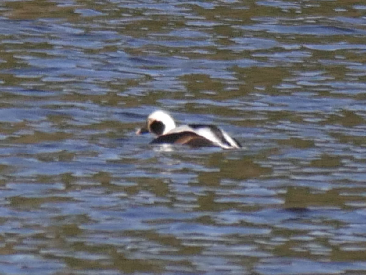 Long-tailed Duck - ML153102031