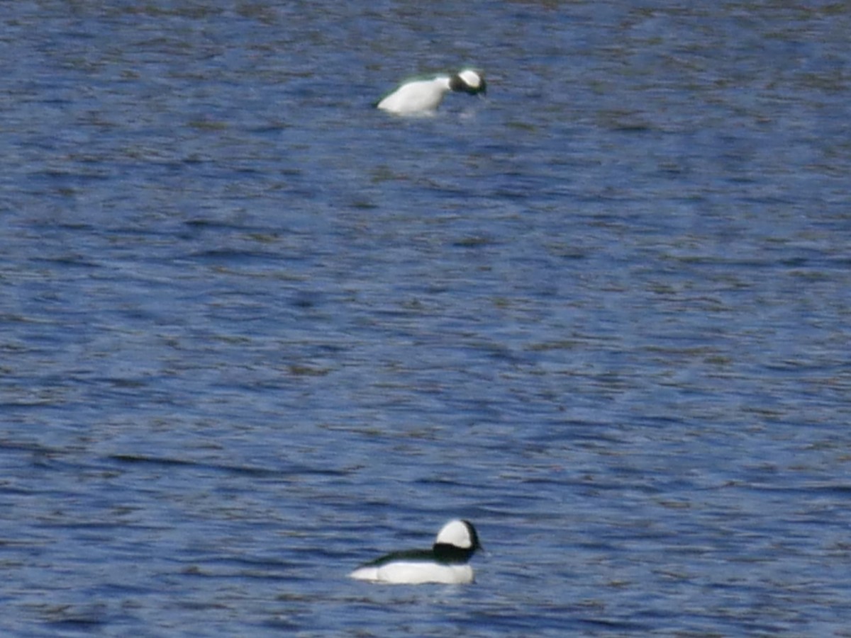 Bufflehead - ML153102121