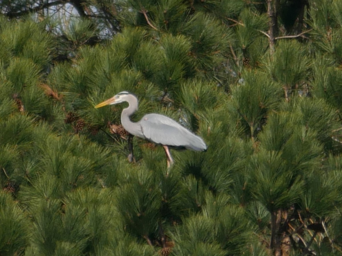 Great Blue Heron - ML153102181