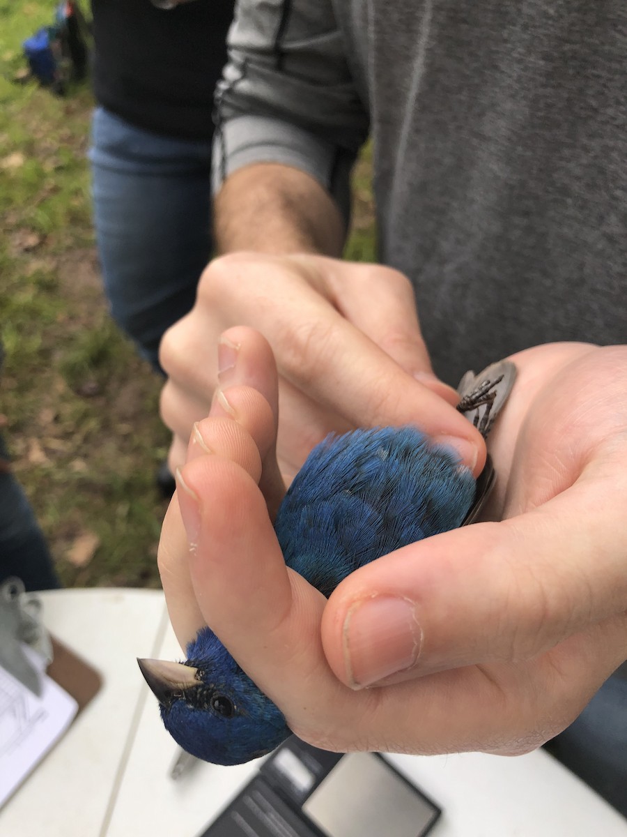 Indigo Bunting - Strawberry Plains  Audubon Center