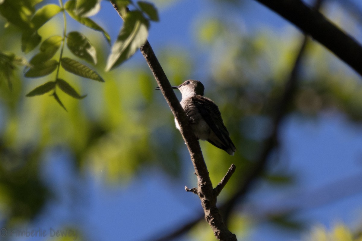 Ruby-throated Hummingbird - Kimberlie Dewey