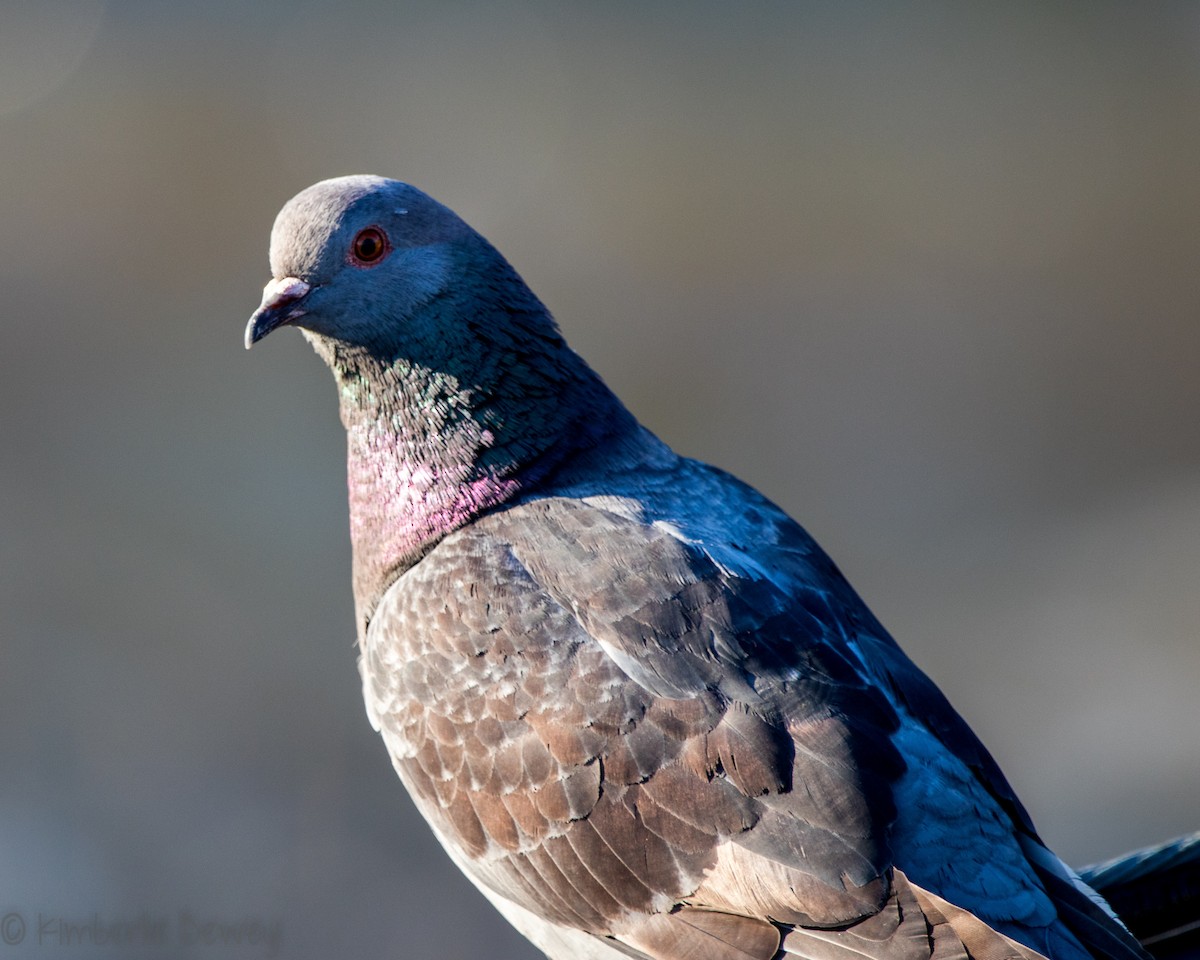 Rock Pigeon (Feral Pigeon) - ML153103311