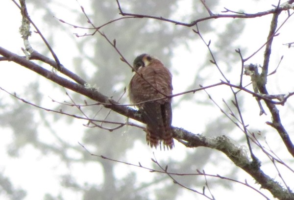 American Kestrel - Susan Cline