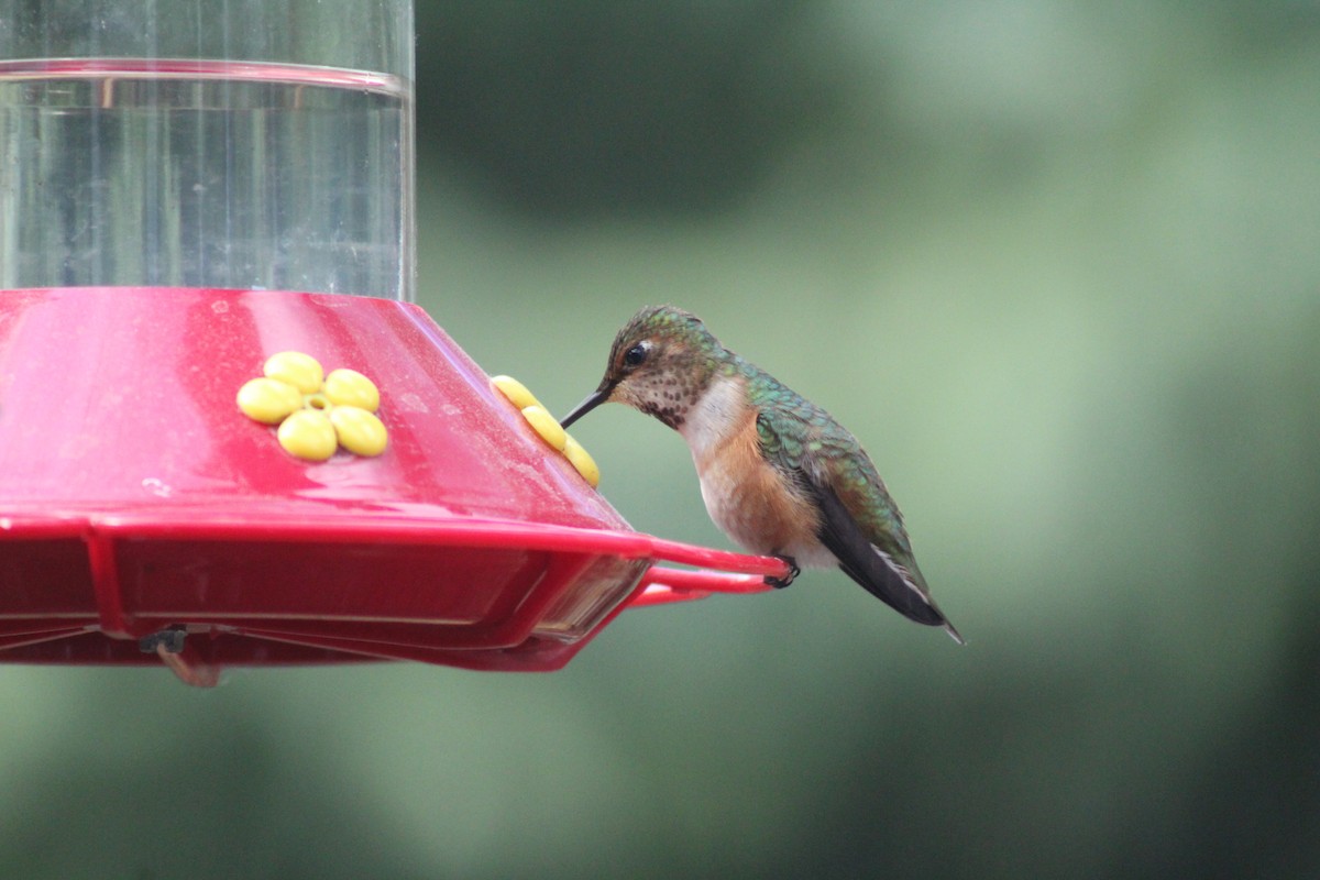 Rufous Hummingbird - ML153105011