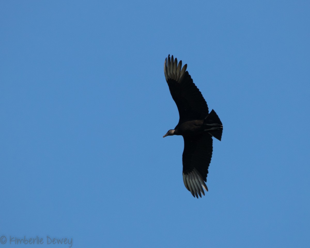 Black Vulture - ML153105051