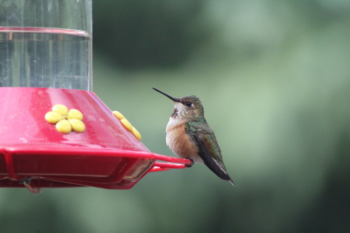 Rufous Hummingbird - ML153105071