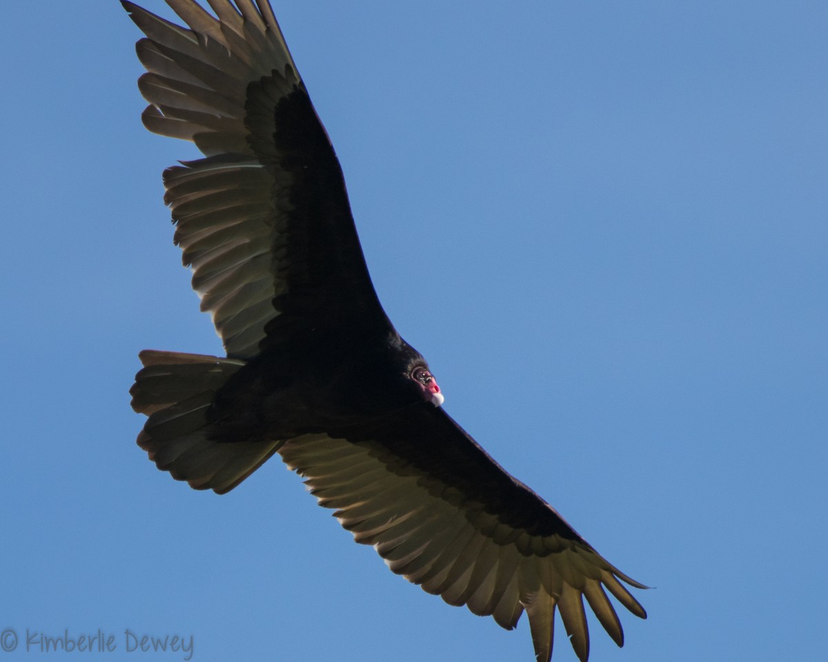 Turkey Vulture - ML153105101
