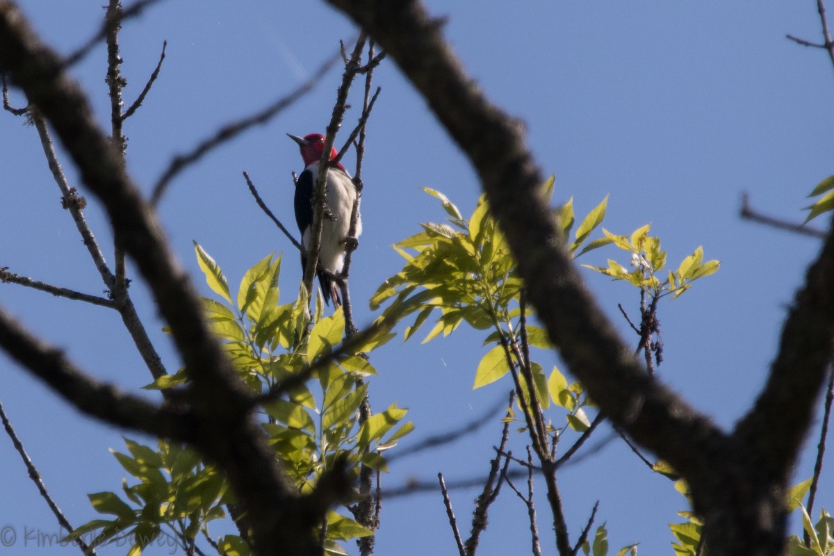 Red-headed Woodpecker - ML153105481