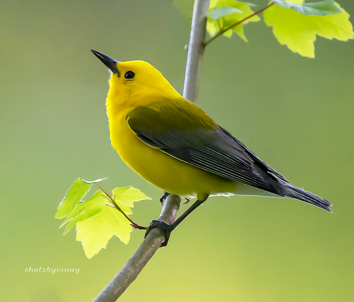 Prothonotary Warbler - ML153105661