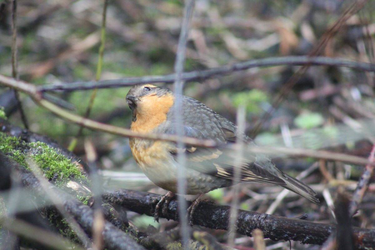 Varied Thrush - ML153105951