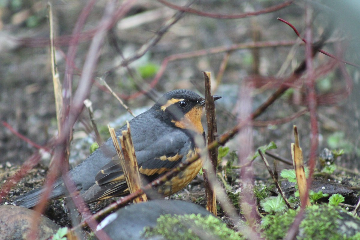 Varied Thrush - ML153105971