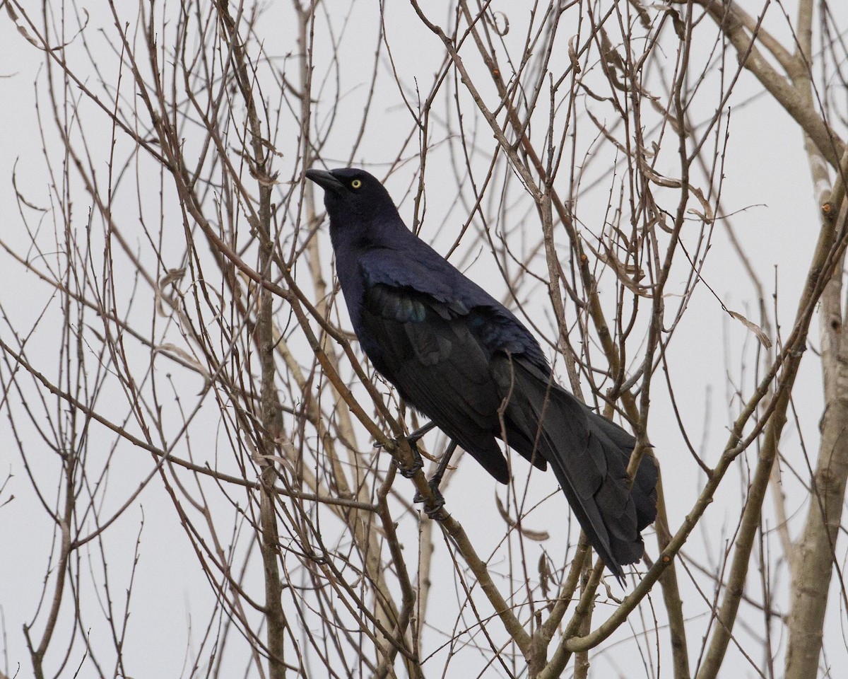 Great-tailed Grackle - ML153107531