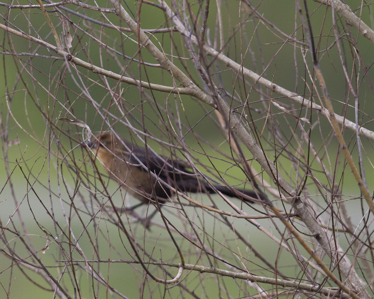 Great-tailed Grackle - ML153107741