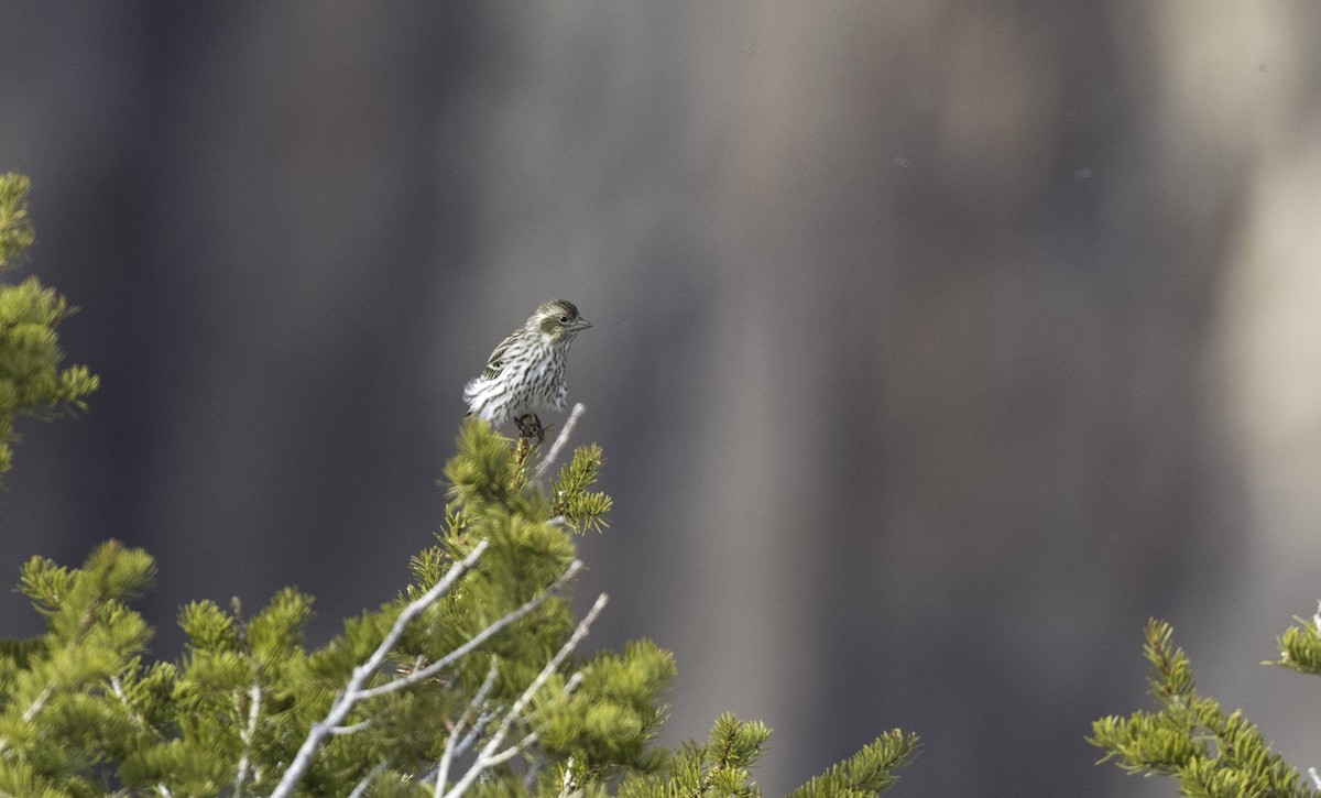 Cassin's Finch - ML153108871