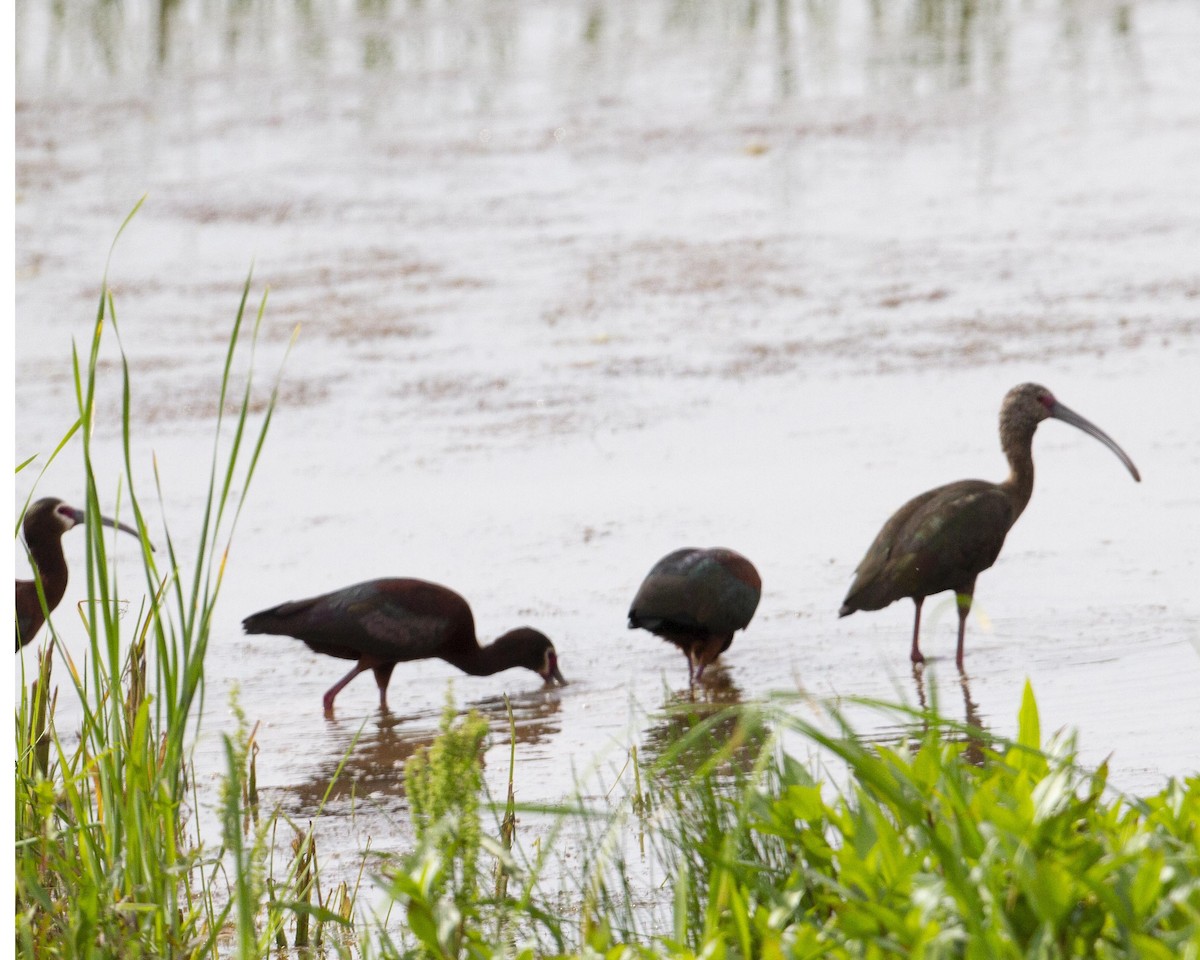 White-faced Ibis - ML153111321