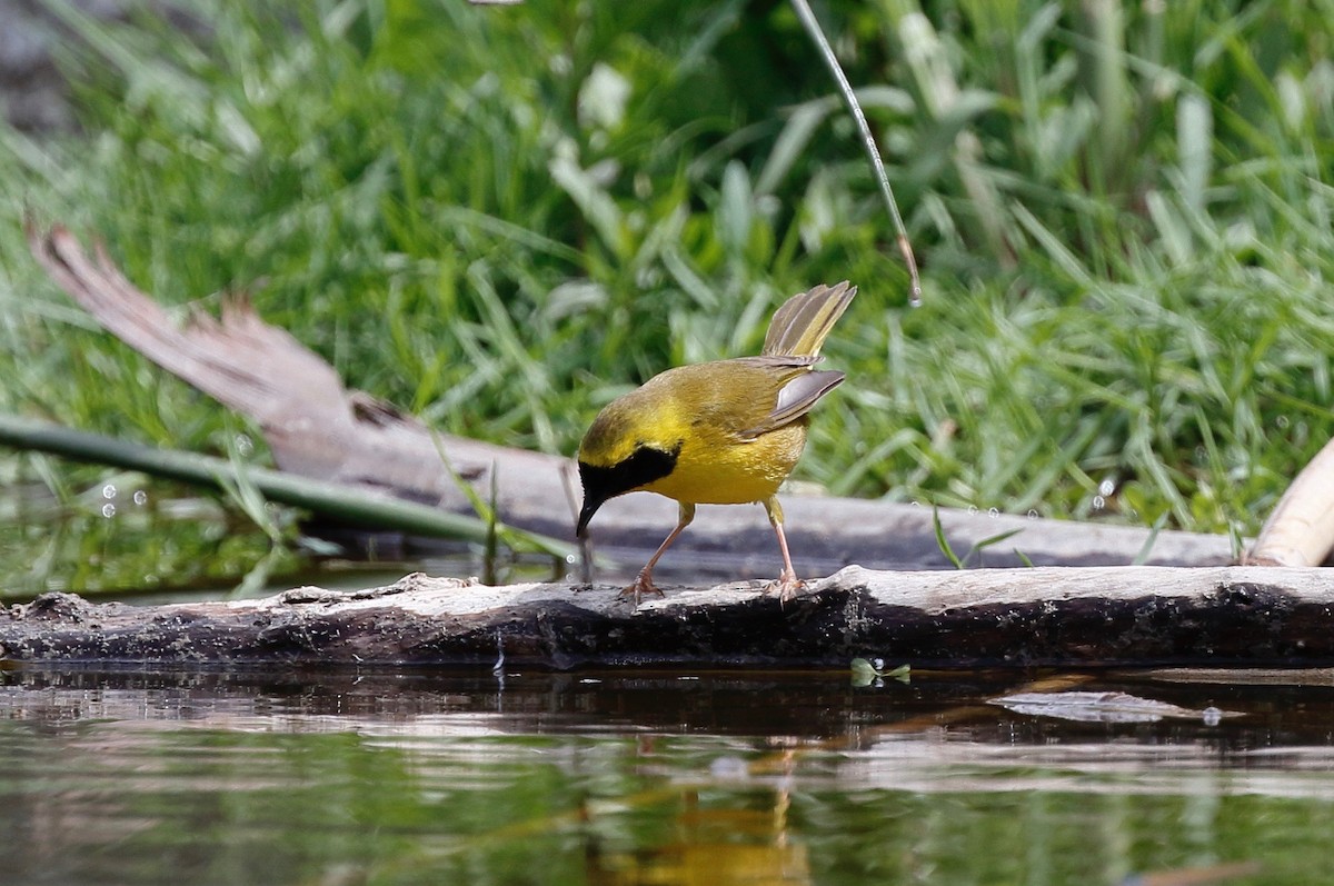 Belding's Yellowthroat - ML153115301