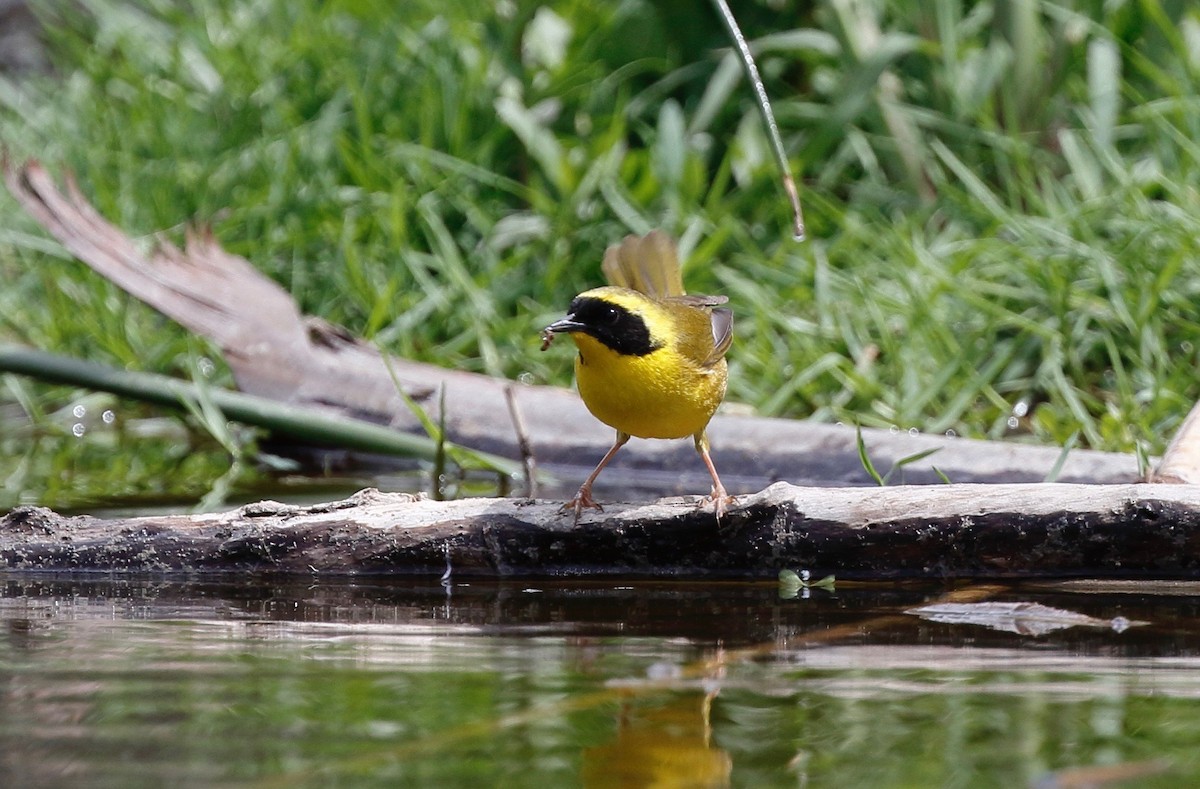 Belding's Yellowthroat - ML153115351