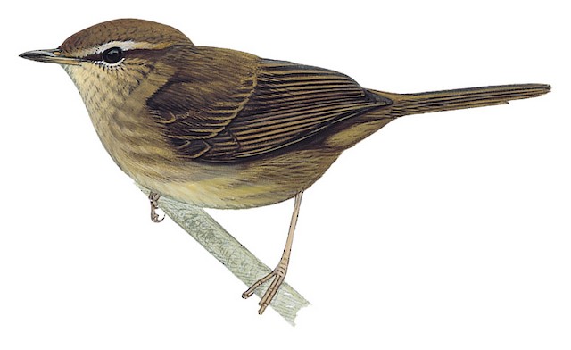 Brownish-flanked Bush Warbler - Horornis fortipes - Birds of the World